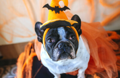 Dog with Bat Hat