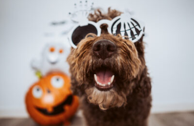 Dog with Skeleton Glasses