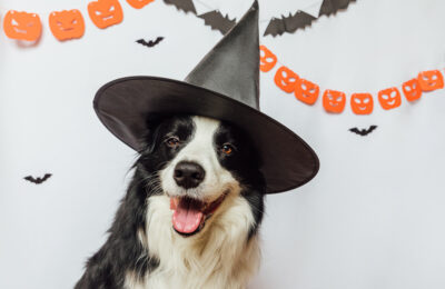 Dog with Witch Hat