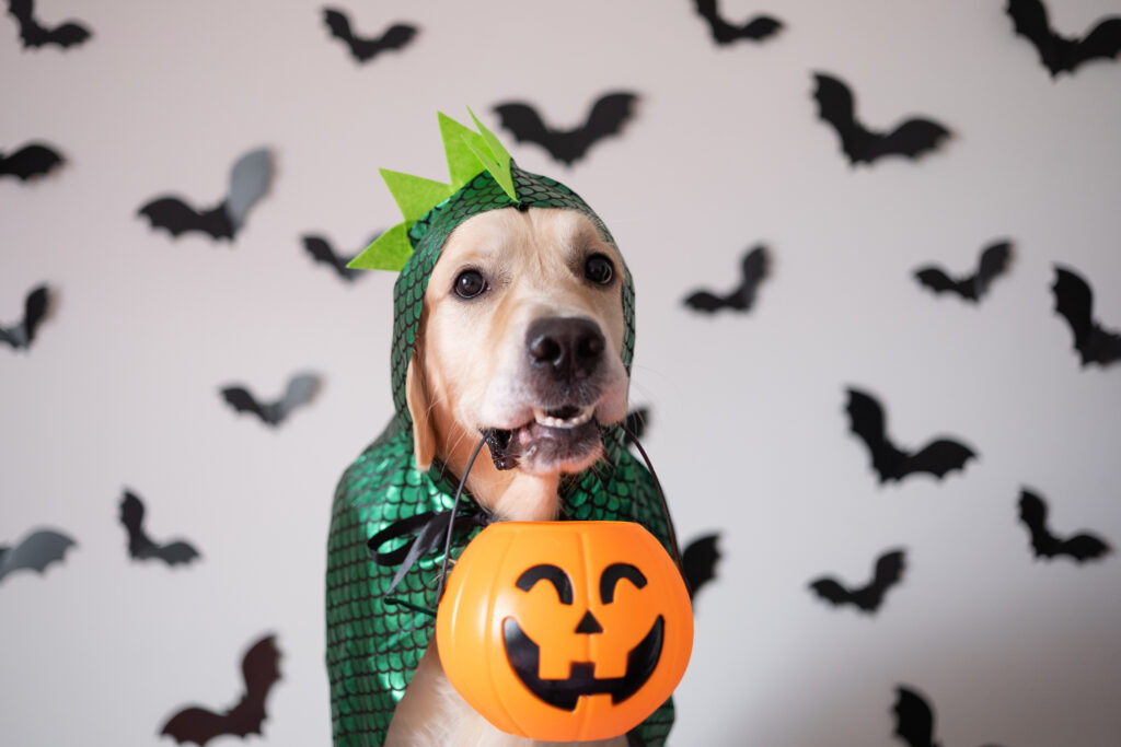 Dog in Dragon Costume