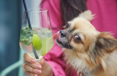 Cute dog licking the condensation off a wine glass
